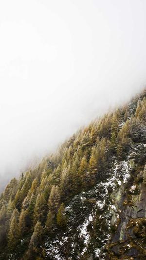 蜘蛛池价格截图4