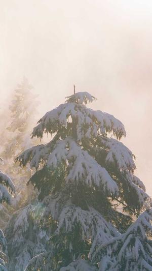 seo优化工具效果好软件排名截图5