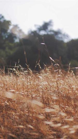哪里可以搭建蜘蛛池截图2