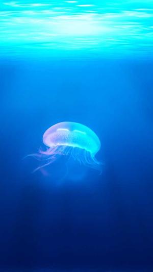 邯郸seo优化截图3