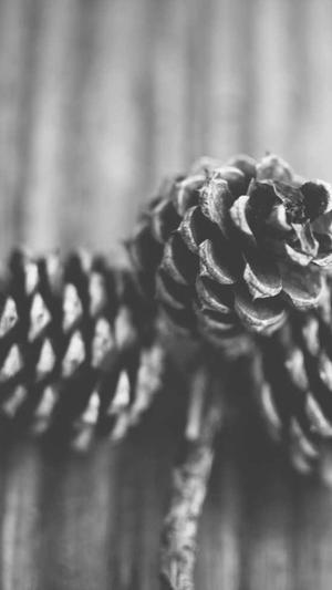 小熊猫蜘蛛池截图3