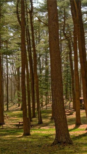 寄生泛目录站群截图1