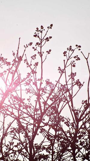 小型蜘蛛池购买截图3