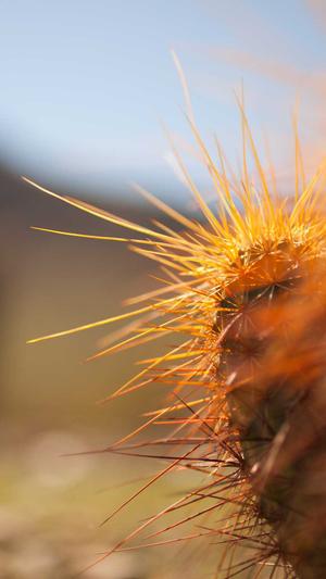 网站seo收录工具截图1