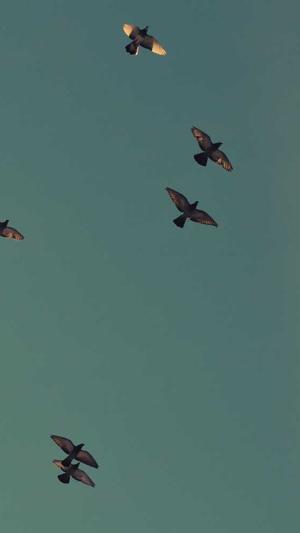 重庆seo网站排名截图2